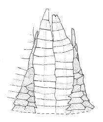 Ulota lutea, peristome detail showing paired exostome teeth (not shaded) and two endostome segments with partial median lines. Drawn from E.A. Hodgson 84, CHR 556094.
 Image: R.C. Wagstaff © Landcare Research 2017 